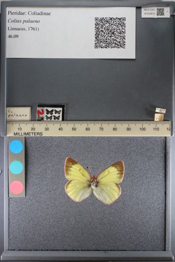 Media type: image;   Entomology 193810